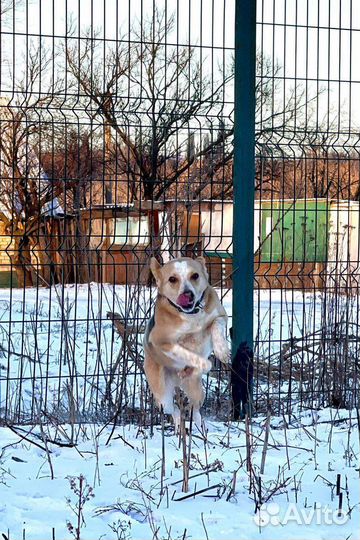 Небольшая собачка в добрые руки