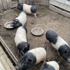 Вьетнамские поросята на мясо,вес 50кг