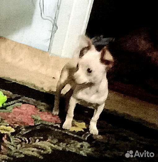 Щенки чихуахуа