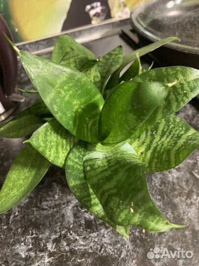 Сансевиерия