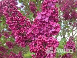 Сирень Заря Коммунизма