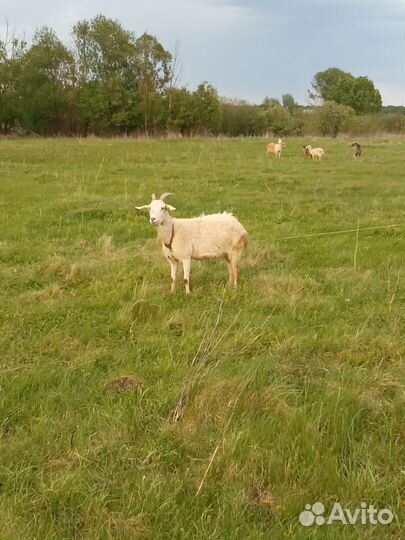 Козлята/ козы