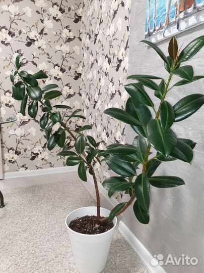 Фикус Эластика Мелани 140см IKEA горшок