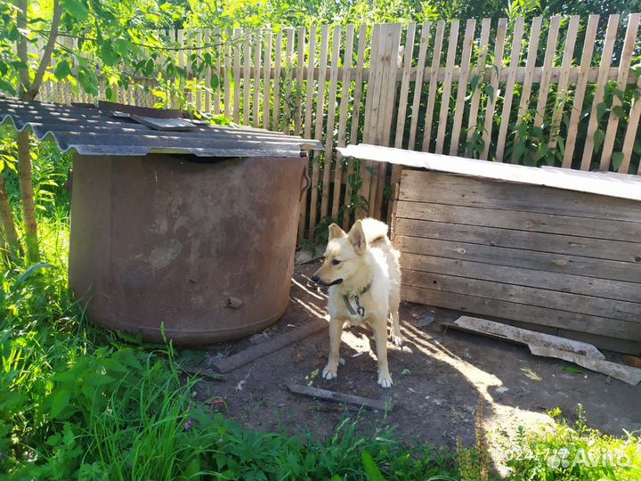 Отдам в добрые руки собак