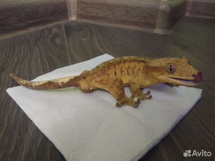 Реснитчатый бананоед