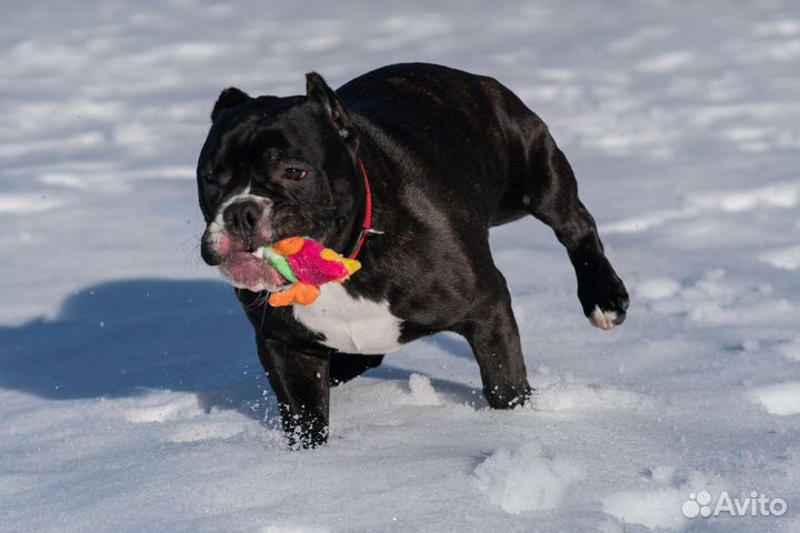 Шорти булл мальчик