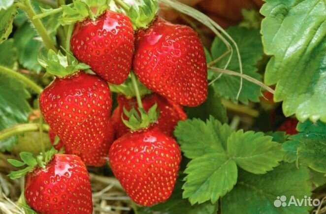 Клубника фестивальная саженец