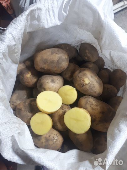 Продам картофель