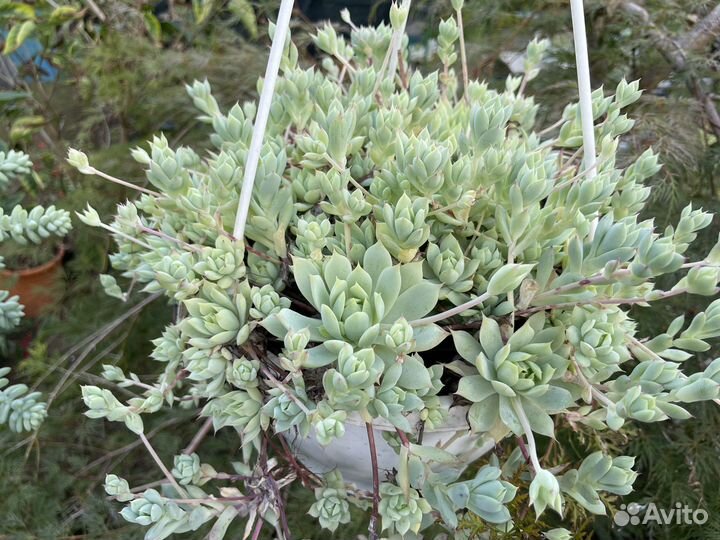 Суккуленты, разное