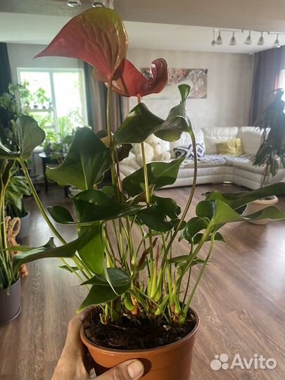 Антуриум динамит ред