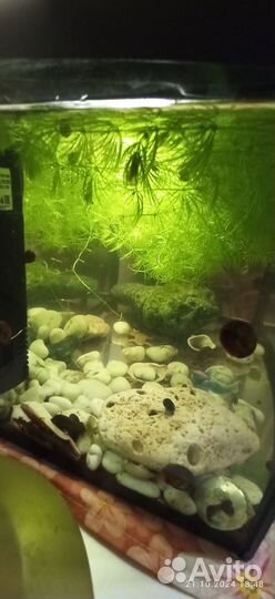 Аквариум