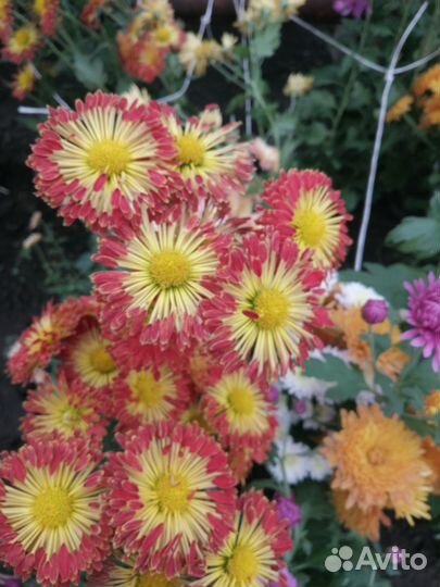 Хризантемы