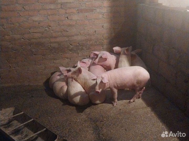 Поросята породы ландрас