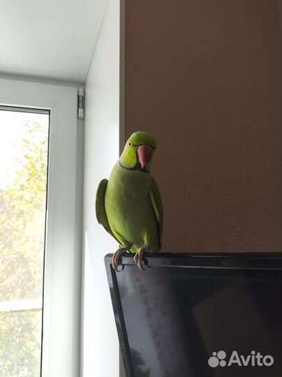 Ожереловый попугай самец