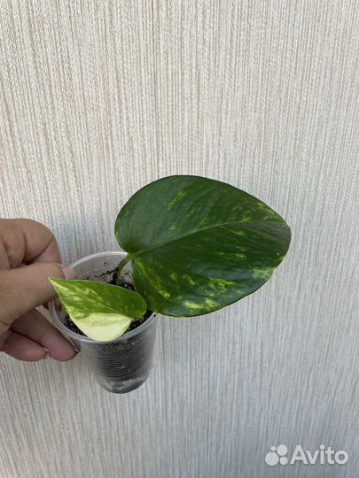 Сциндапсус Сильвер Энн, Медоптика триколор