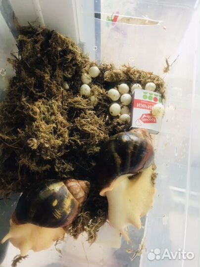 Яйцо улитки ахатина альбино