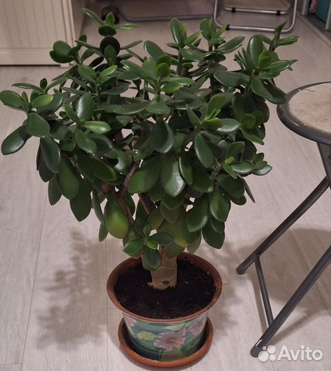 Каланхоэ цветущий, денежное,декабрист 3 вида