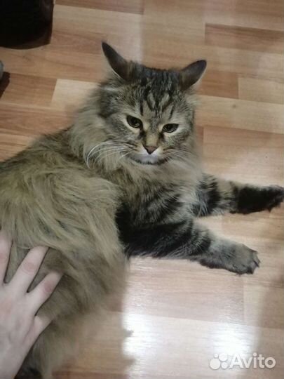 Сибирский кот