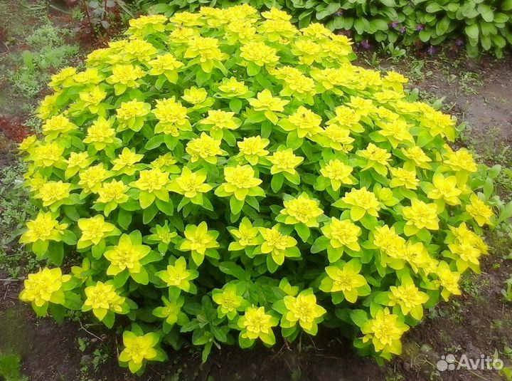 Молочай многоцветковый