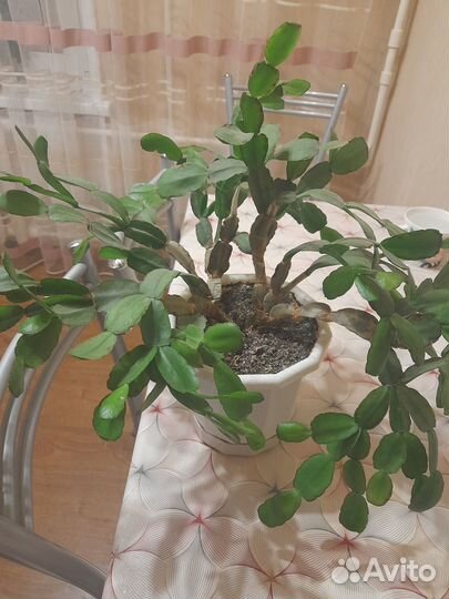 Декабрист шлюмбергера