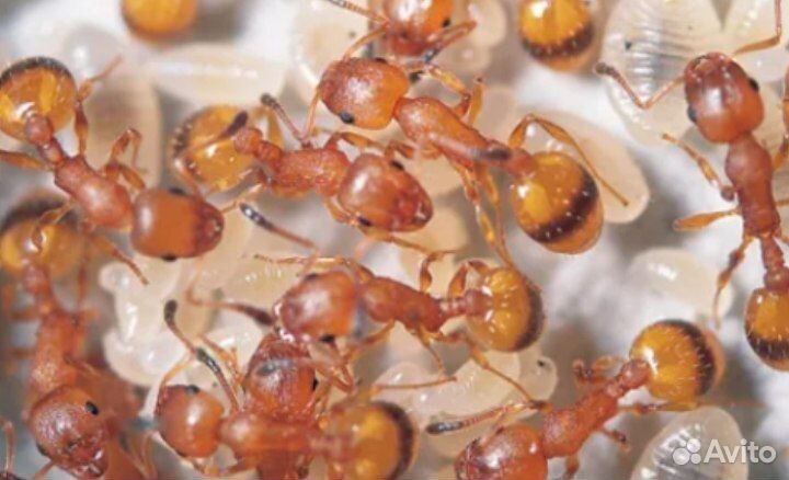 Муравьи для муравьиной фермы