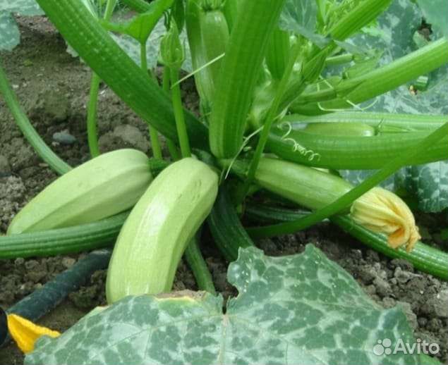 Кабачки домашние