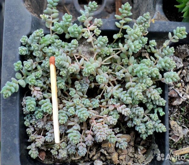 Растения для флорариума