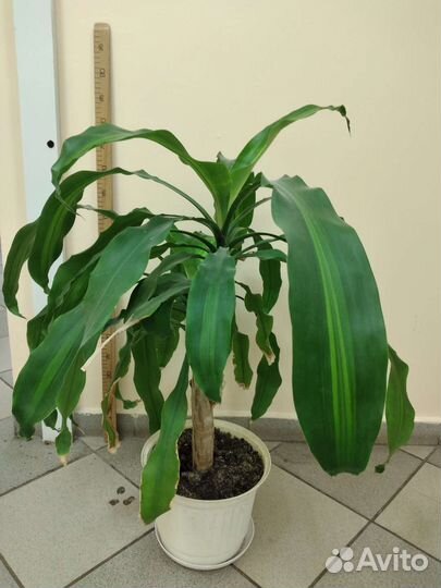 Драцена,Радермахер драцена взрослое,хирита