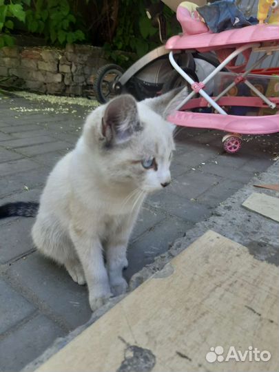 Кошка в дар бесплатно