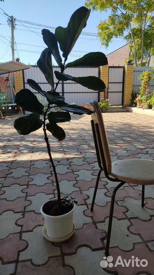 Фикус лировидный