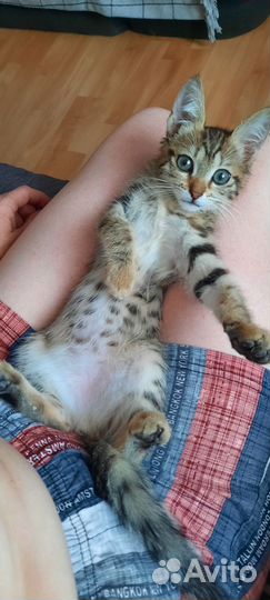 Котята в добрые руки бесплатно