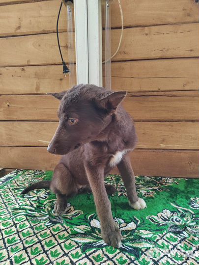 Щенок в добрые руки