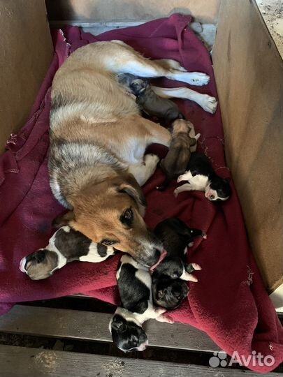 Щенки в добрые руки