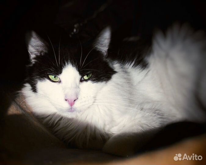 Ласковая кошка Монро ищет дом