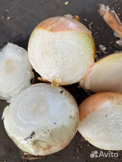 Лyк из cевка для выращивaния зелени copт штутгapд