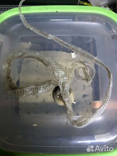 Змеиный выползок