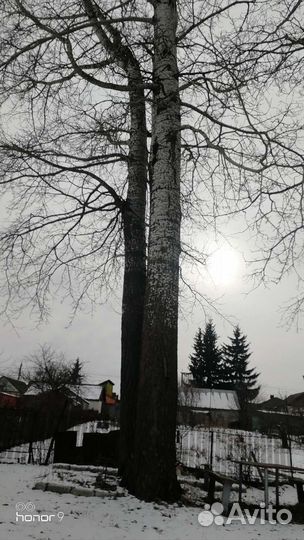 Тополь дерево