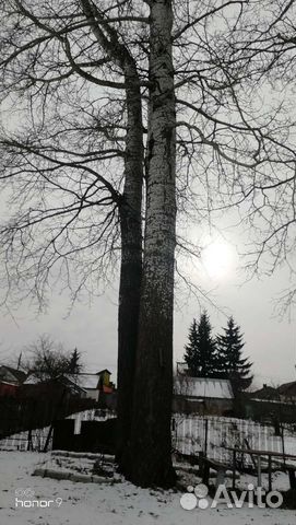 Тополь дерево