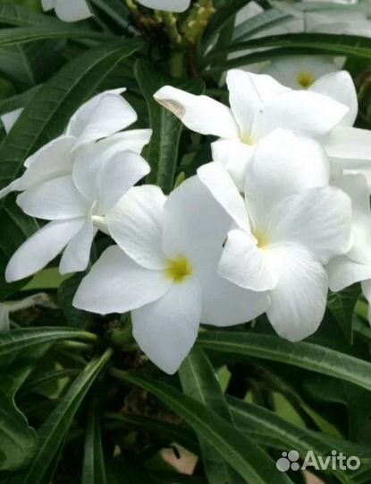 Редкие и экзотические растения 3