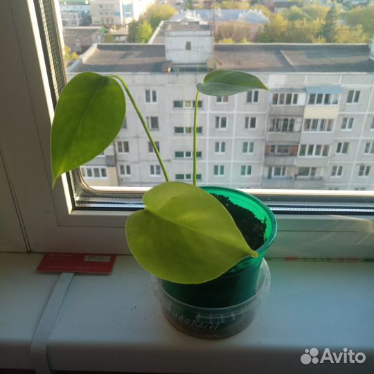 Домашние цветы