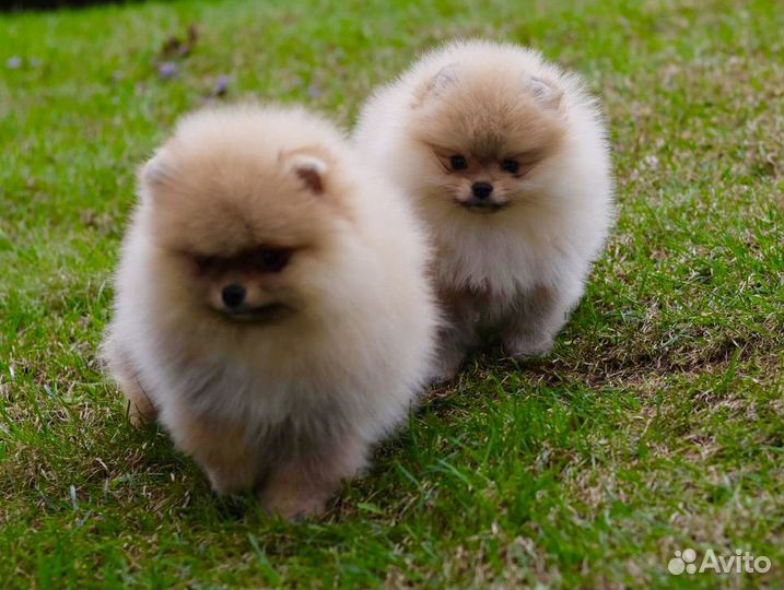 Топовые девочки от Чемпиона России