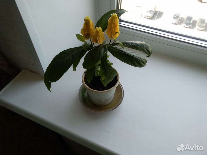 Пахистахис