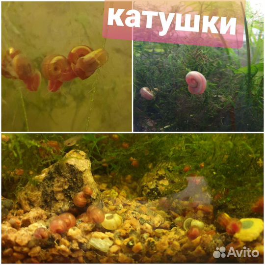 Пистия, гуппи, катушки, мелании