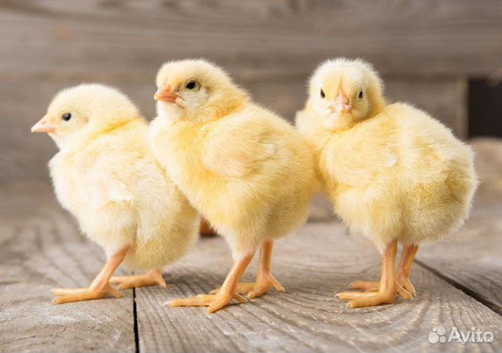 Цыплята бройлеры суточные Симферополь