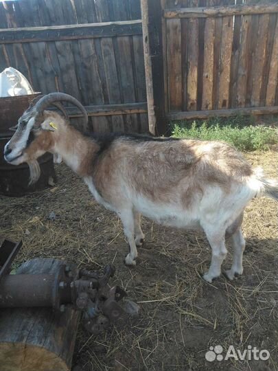 Продается коза