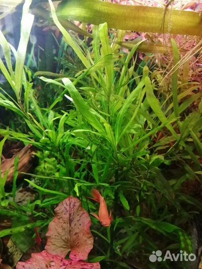 Аквариумные растения и улитки