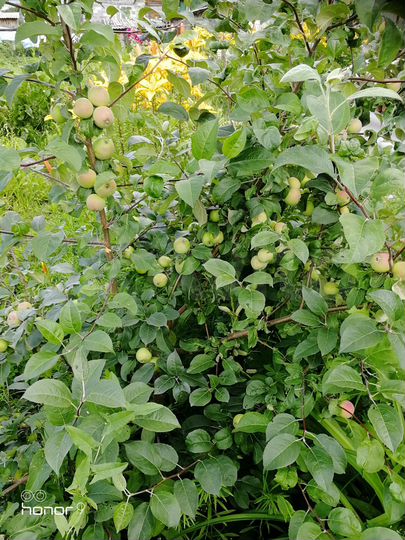 Дом 53 м² на участке 16 сот.