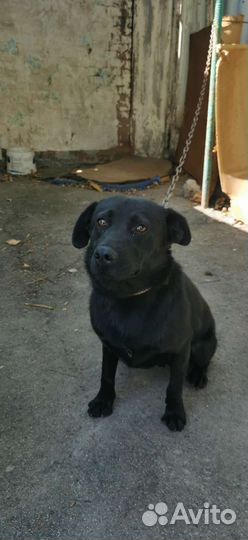 Собаки бесплатно