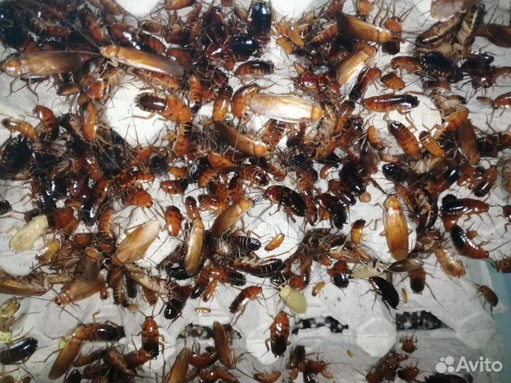 Насекомые кормовые