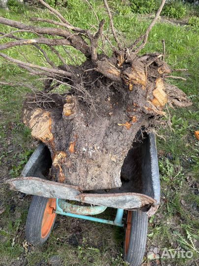 Корень яблони